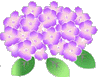 紫陽花