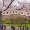 4/4 巾着田の桜｜七語零黎の「青・空・虹」